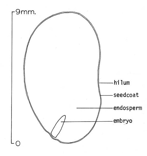 image of Sabal palmetto, Cabbage Palmetto