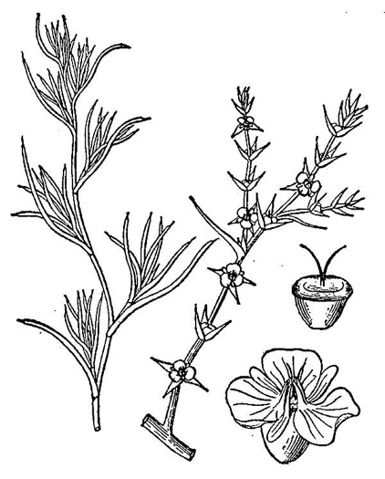image of Salsola tragus, Russian Thistle, Tumbleweed