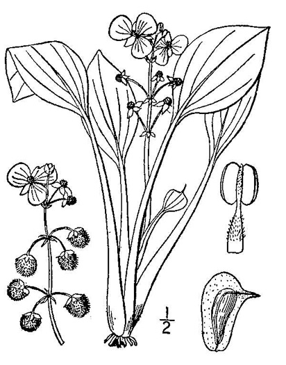 drawing of Sagittaria platyphylla, Delta Arrowhead