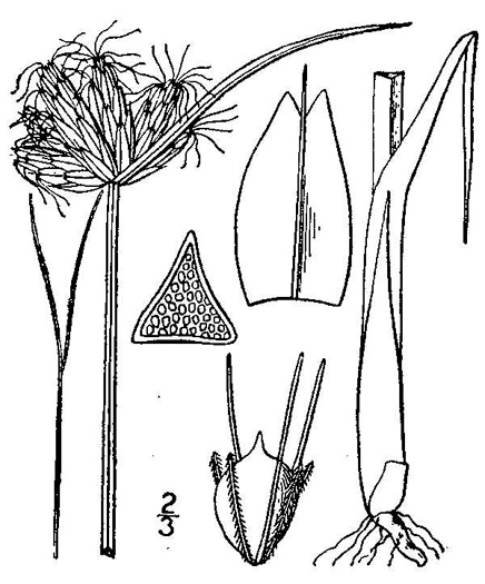 drawing of Schoenoplectus americanus, Olney Threesquare, chairmaker's bulrush