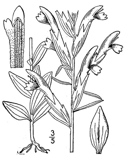 drawing of Schwalbea americana, American Chaffseed