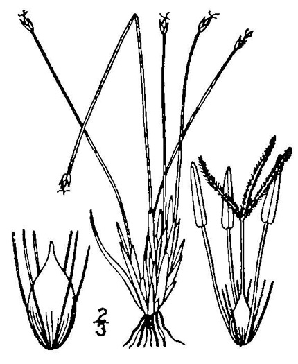 drawing of Trichophorum cespitosum, Deerhair Bulrush, Deergrass, Tufted Bulrush