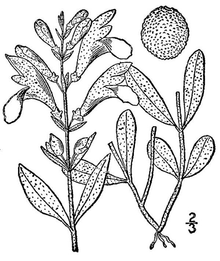 drawing of Scutellaria integrifolia, Hyssop Skullcap, Narrow-leaved Skullcap