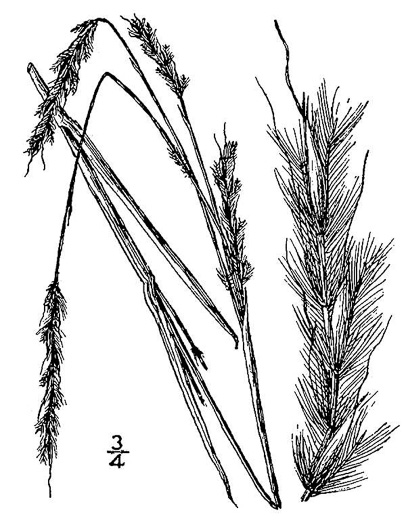 drawing of Schizachyrium littorale, Seaside Little Bluestem