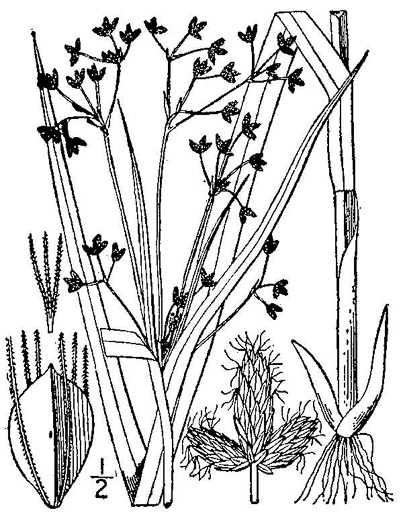 drawing of Scirpus expansus, Woodland Bulrush