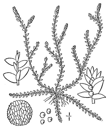 drawing of Lycopodioides apodum, Meadow Spikemoss