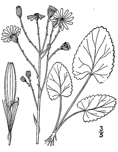 image of Packera aurea, Golden Ragwort, Heartleaf Ragwort, Golden Groundsel