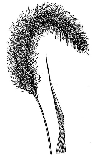 drawing of Setaria faberi, Nodding Foxtail Grass, Giant Foxtail-grass, Chinese Foxtail