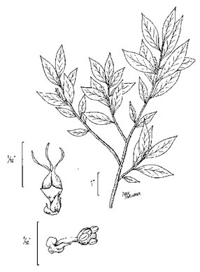 image of Ditrysinia fruticosa, Sebastian-bush
