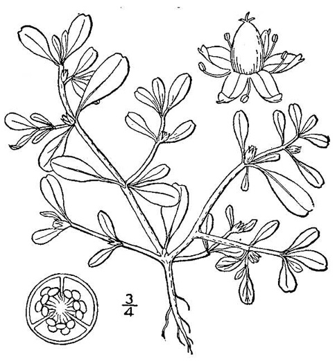 drawing of Sesuvium maritimum, Small Sea-purslane, Slender Sea-purslane