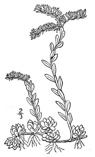drawing of Sedum nevii, Nevius's Stonecrop