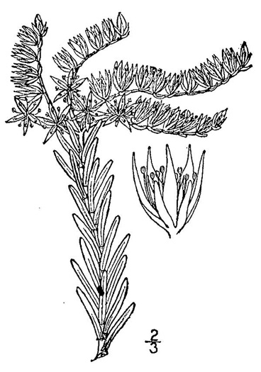 drawing of Sedum pulchellum, Widow's Cross, Glade Stonecrop, Rock Moss, Lime Stonecrop