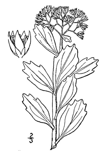 drawing of Hylotelephium telephioides, Allegheny Live-forever, Cliff Orpine, Allegheny Stonecrop