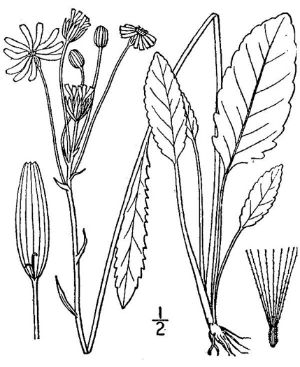 drawing of Packera tomentosa, Woolly Ragwort