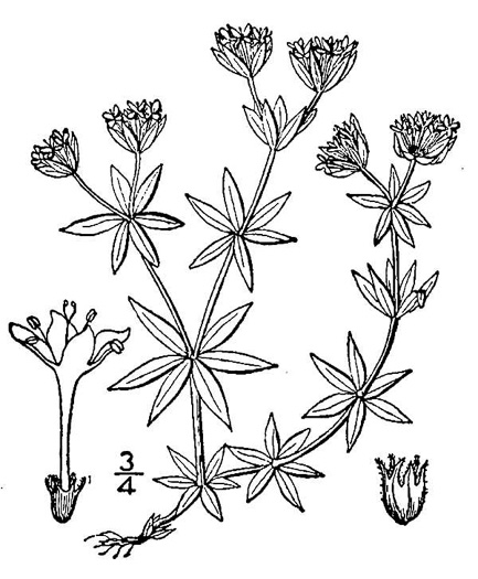 drawing of Galium sherardia, Field Madder, Blue Field Madder