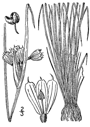 image of Sisyrinchium albidum, Pale Blue-eyed-grass, White Blue-eyed-grass