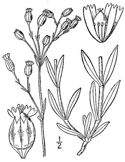 image of Silene antirrhina, Sleepy Catchfly, Garter-pink