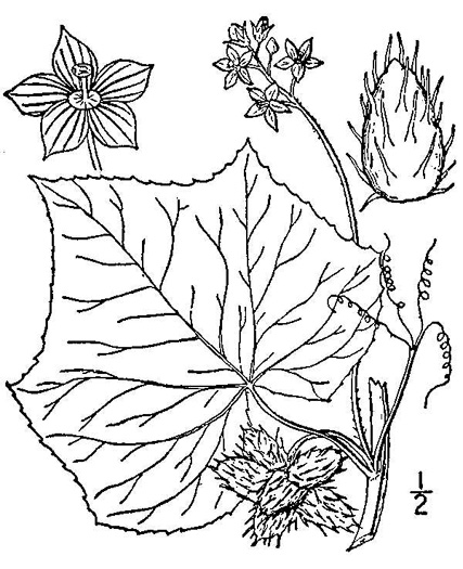 drawing of Sicyos angulatus, Bur-cucumber, Star-cucumber, Nimble-Kate