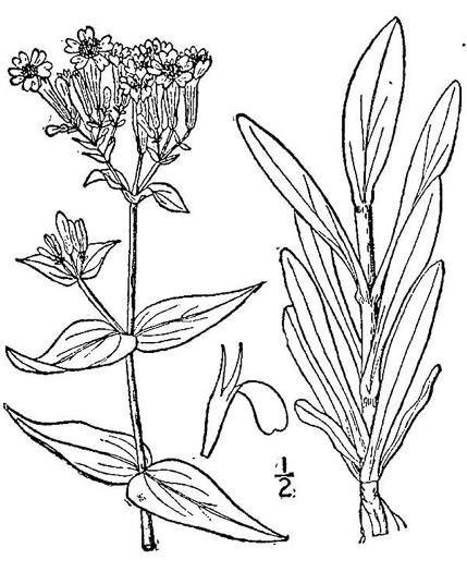 drawing of Atocion armeria, Sweet William Catchfly, Garden Catchfly, None-so-pretty