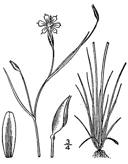 drawing of Sisyrinchium atlanticum, Atlantic Blue-eyed-grass, Eastern Blue-eyed-grass