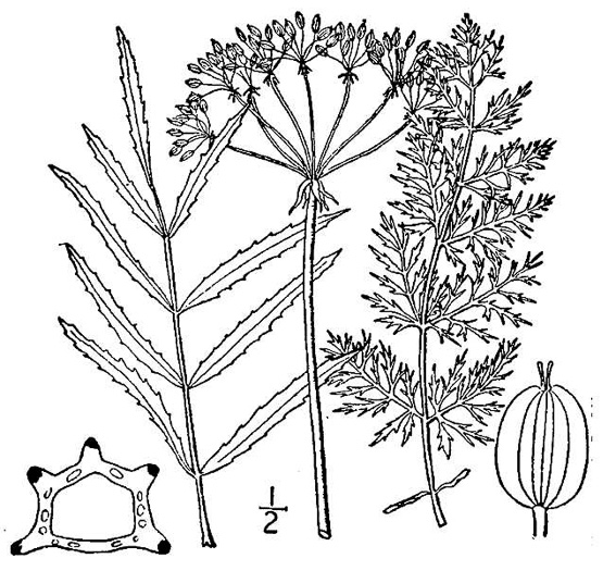 drawing of Sium suave, Hemlock Water-parsnip