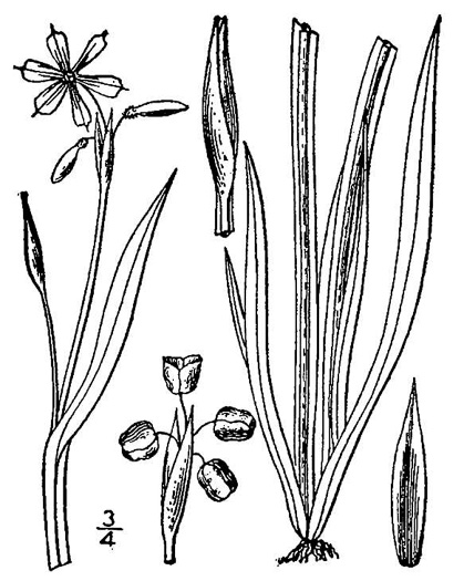 drawing of Sisyrinchium angustifolium, Narrowleaf Blue-eyed-grass, Stout Blue-eyed-grass