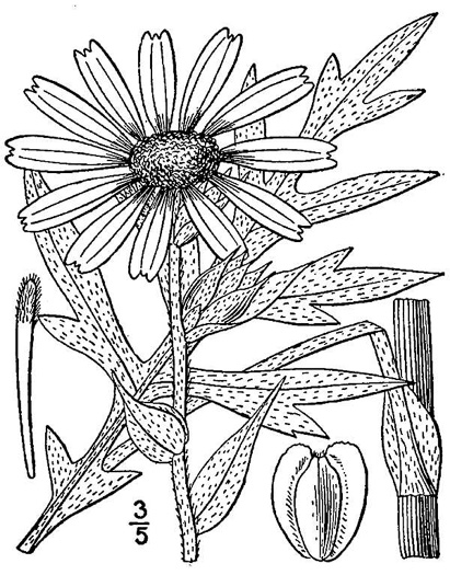 drawing of Silphium laciniatum, Compassplant