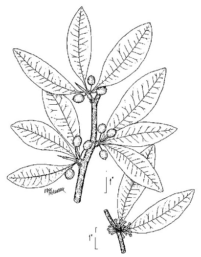 image of Sideroxylon lycioides, Buckthorn Bumelia, Buckthorn Bully