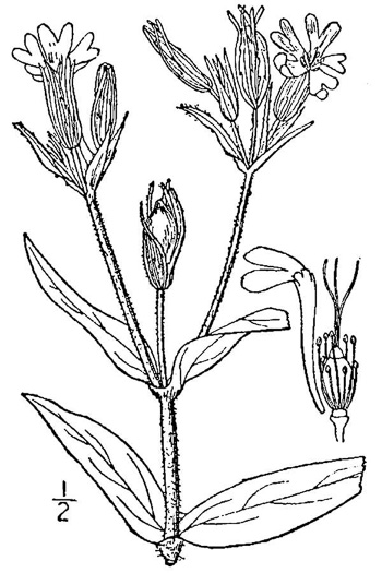 drawing of Silene noctiflora, Night-flowering Catchfly, Sticky Campion, Sticky Cockle