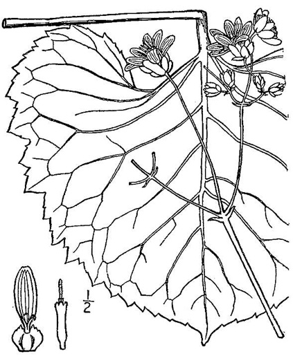 drawing of Silphium reniforme, Ragged Rosinweed, Kidneyleaf Rosinweed