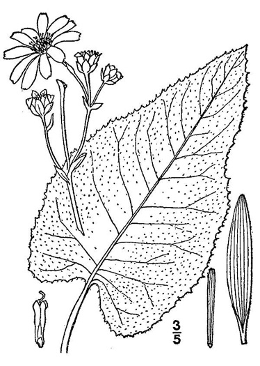 drawing of Silphium terebinthinaceum, Prairie-dock, Broadleaf Prairie-dock
