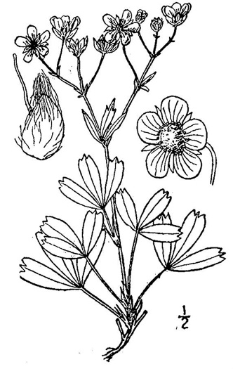 drawing of Sibbaldiopsis tridentata, Wineleaf Cinqefoil, Mountain Cinqefoil, Three-toothed Cinqefoil, Mountain White Potentilla