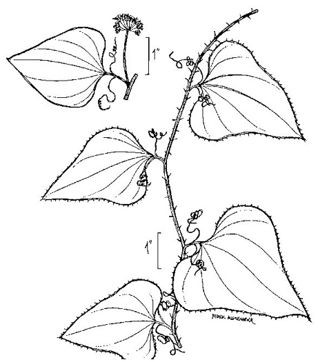 image of Smilax bona-nox var. bona-nox, Fringed Greenbrier, Catbrier, Stretchberry, Tramp's Trouble