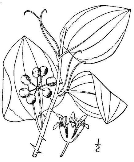 image of Smilax glauca, Whiteleaf Greenbrier, Wild Sarsaparilla, Sawbrier