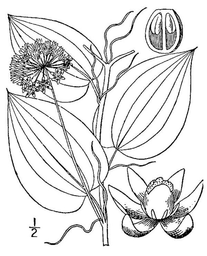 drawing of Smilax herbacea, Common Carrionflower, Smooth Carrionflower