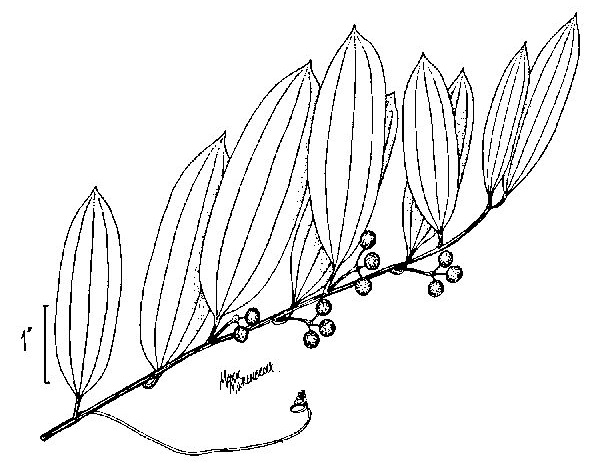 drawing of Smilax laurifolia, Bamboo-vine, Blaspheme-vine, Wild Bamboo, Laurel-leaf Greenbriar