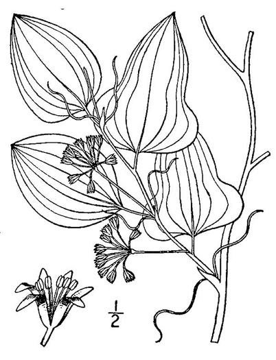 image of Smilax pseudochina, Coastal Carrionflower, Bamboo-vine