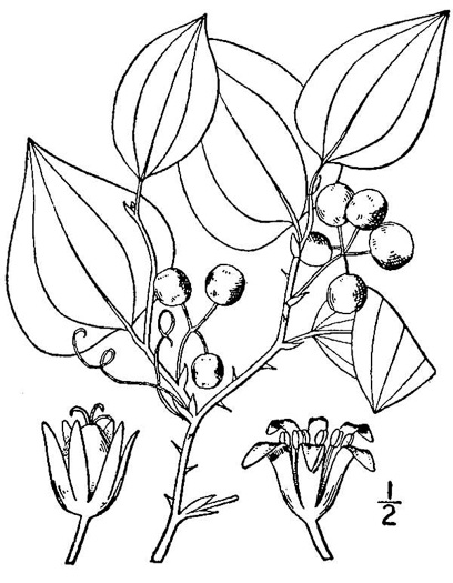 image of Smilax rotundifolia, Common Greenbrier, Common Catbrier, Bullbrier, Horsebrier