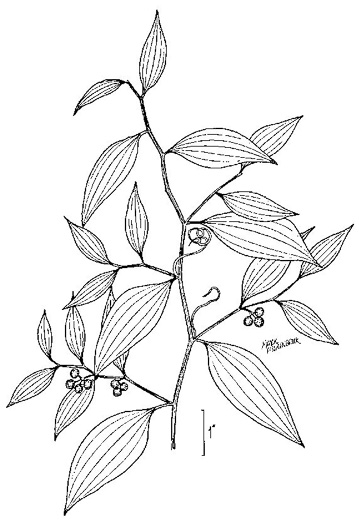 drawing of Smilax smallii, Jackson-brier, Unarmed Catbrier, Sweet-scented Smilax
