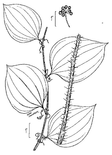 drawing of Smilax hispida var. hispida, Bristly Greenbrier, Hellfetter, Chinaroot, Chaneyroot