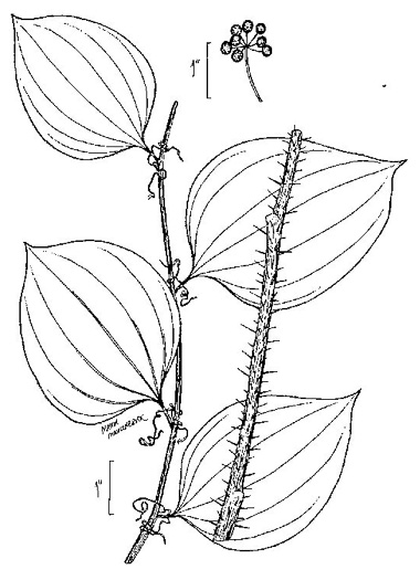 image of Smilax hispida var. hispida, Bristly Greenbrier, Hellfetter, Chinaroot, Chaneyroot