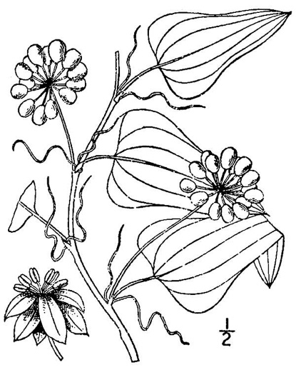 drawing of Smilax pseudochina, Coastal Carrionflower, Bamboo-vine