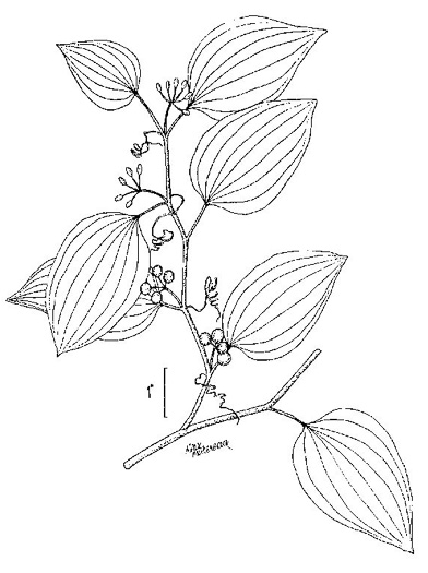 drawing of Smilax walteri, Coral Greenbrier, Red-berried Swamp Smilax