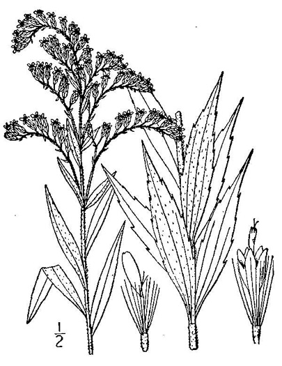 image of Solidago altissima var. altissima, Tall Goldenrod, Field Goldenrod, Common Goldenrod