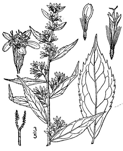 image of Solidago caesia, Bluestem Goldenrod, Axillary Goldenrod, Wreath Goldenrod, Bridal-wreath Goldenrod