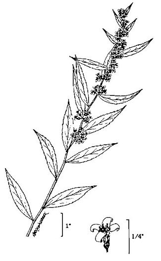 image of Solidago caesia, Bluestem Goldenrod, Axillary Goldenrod, Wreath Goldenrod, Bridal-wreath Goldenrod