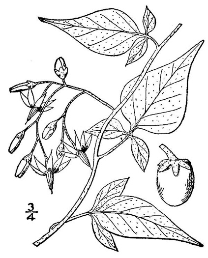 drawing of Solanum dulcamara, Bittersweet Nightshade, Deadly Nightshade, Climbing Nightshade