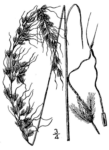 image of Sorghastrum elliottii, Elliot's Indiangrass, Slender Indiangrass, Nodding Indiangrass