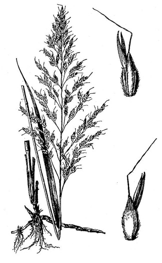 drawing of Sorghum halepense, Johnsongrass