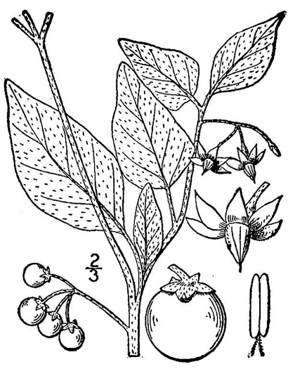 drawing of Solanum nigrum, European Black Nightshade
